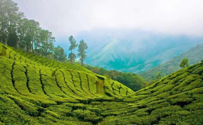 Overnight Munnar Hill Station Tour with Kerala Beauty - En Route: Tea and Cardamom Plantations
