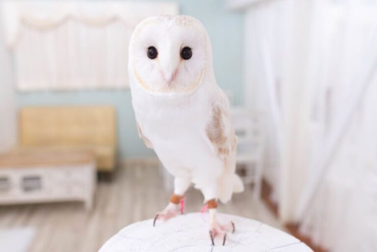 Owl Cafe Tokyo Akiba Fukurou - Final Thoughts: Is it Worth It?