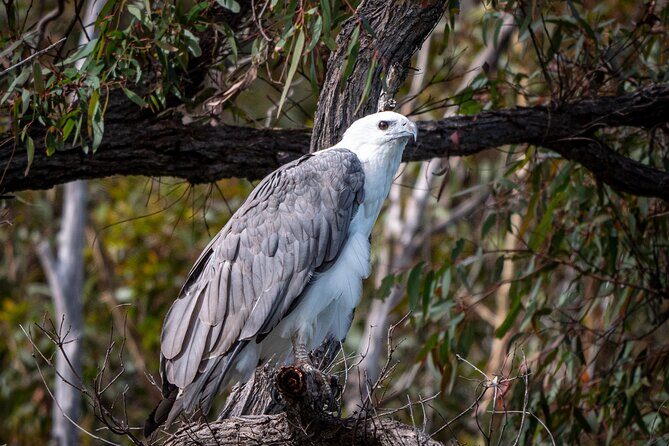 Pambula River Kayaking Tour - Who Will Love This Experience?