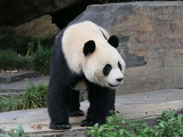 Panda & Friends Tour and a Day at Adelaide Zoo - The Itinerary: What Makes it Special?