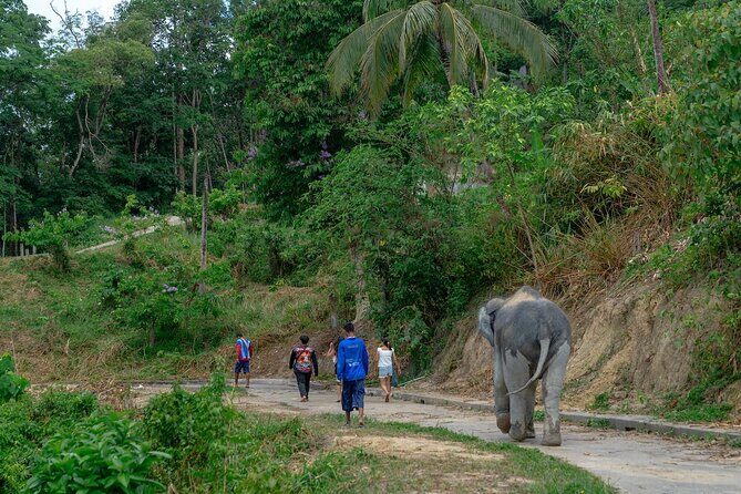 Patong Highlight Elephant Sanctuary with Guide Tour - Who Will Enjoy This Tour?