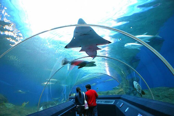 Pattaya Underwater World Tickets with Optional Hotel Pickup - Why This Tour Works for Certain Travelers