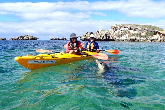 Penguin and Seal Islands Sea Kayaking Experience - Experience Overview