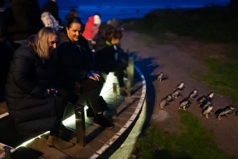 Penguin Parade: General Viewing Ticket - What Makes This Experience Stand Out