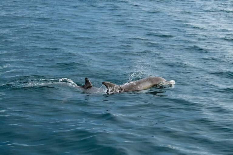 Penneshaw: Kangaroo Island Ultimate Adventure Tour - The Experience and Its Value