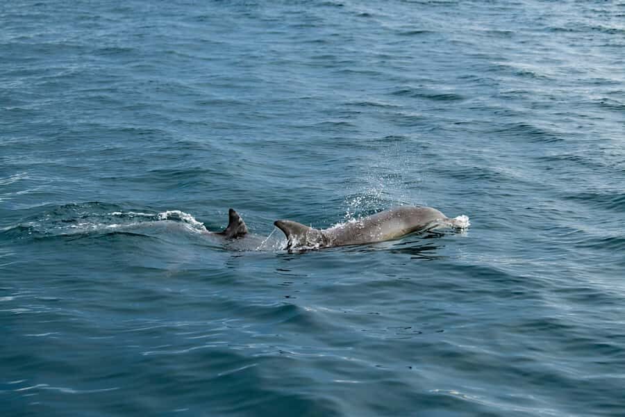 Penneshaw: Kangaroo Island Ultimate Adventure Tour - The Experience and Its Value