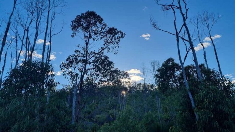Perth: Bickley Valley Hiking Experience with Morning Tea - Who Will Love This Tour?