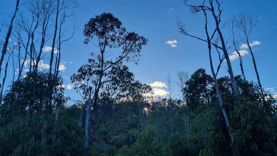 Perth: Bickley Valley Hiking Experience with Morning Tea - Who Will Love This Tour?