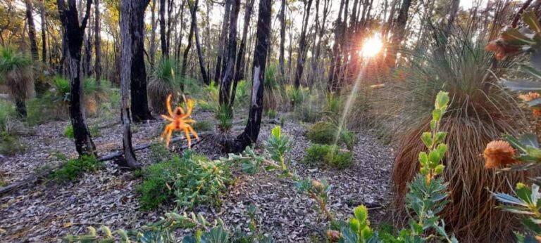 Perth: Darling Range Twilight Wander - Practical Details and Tips