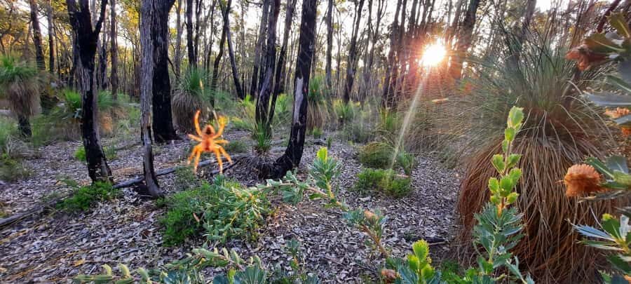 Perth: Darling Range Twilight Wander - Practical Details and Tips