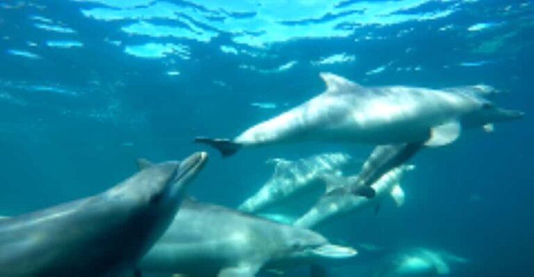 Perth: Swim with Wild Dolphins Tour - An In-Depth Look at the Experience
