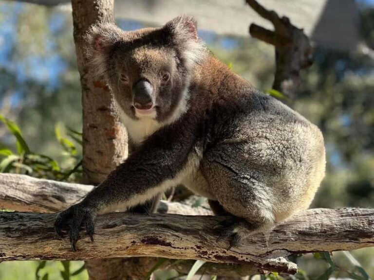 Perth: WA Wildlife Hospital and Native Fauna Encounter Tour - An Insightful Look at a Perth Wildlife Hospital