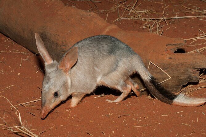 Perth Wildlife Tour Under the Stars with Dinner - A Detailed Breakdown of the Tour Experience