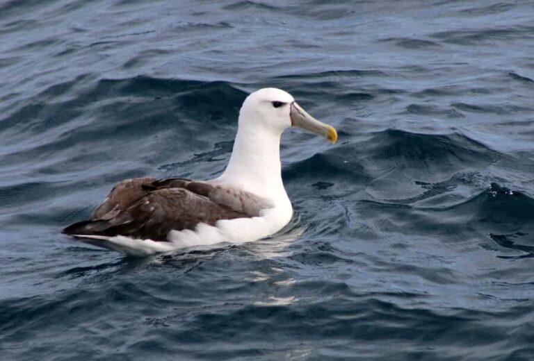 Philip Island: Dolphin and Whale Cruise - The Wildlife Encounters: What They Mean for You