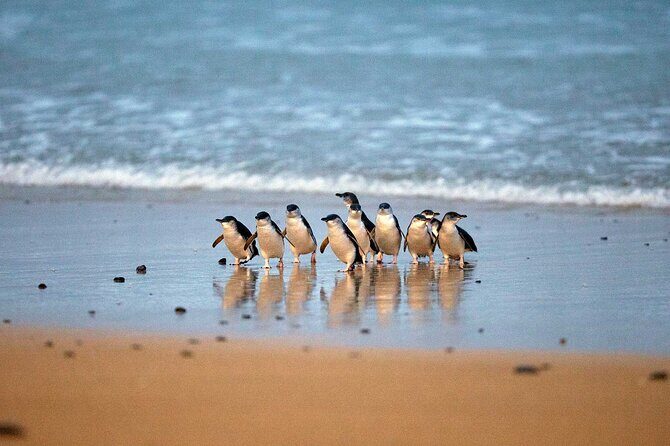 Philip Island express tour: penguin prd & wallaby spotting - What You Get for Your Money