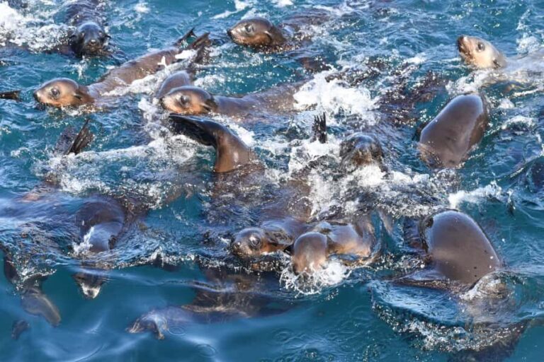 Philip Island: Seal Watching Cruise - Authentic Feedback from Travelers