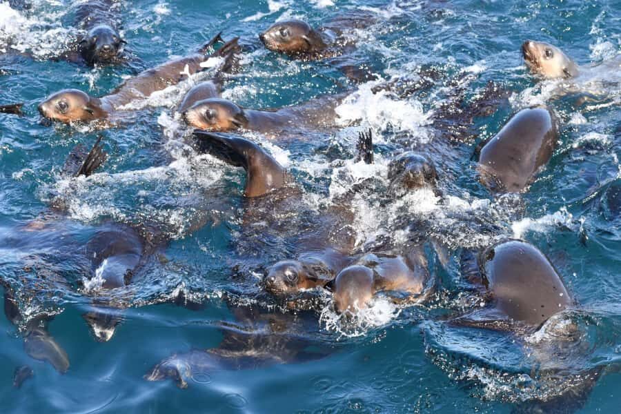 Philip Island: Seal Watching Cruise - Authentic Feedback from Travelers