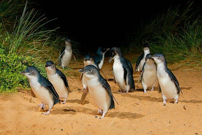 Phillip Island: Golden Hour Penguin Express Tour w/ Island Pickup - What Makes This Tour Stand Out?