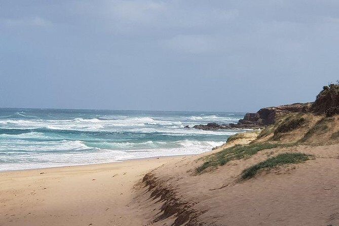 Phillip Island Penguin and wildlife Tour - Who Should Consider This Tour?