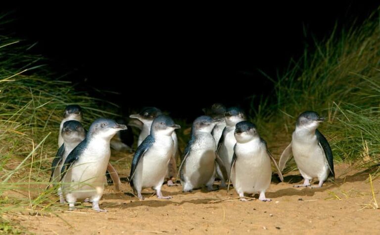 Phillip Island Penguin Direct Sunset Tour - Exploring Phillip Island in a Nutshell