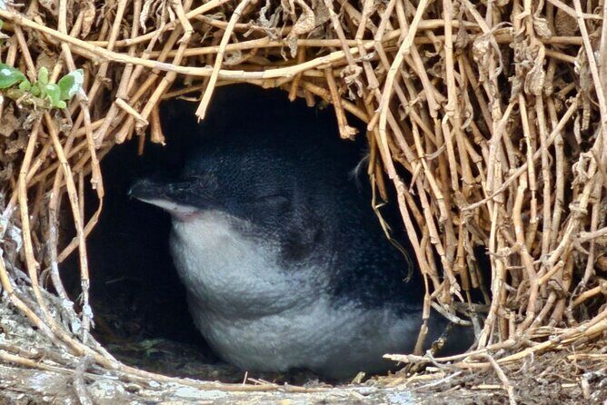 Phillip Island & Penguin Parade Afternoon Eco Tour from Melbourne - What You’re Getting for Your Money