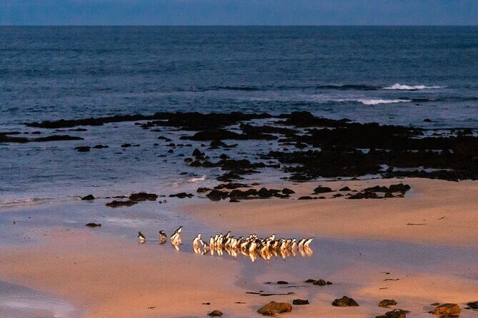 Phillip Island Penguin Parade Day Tour from Melbourne - Value and Pricing: Does It Match the Experience?