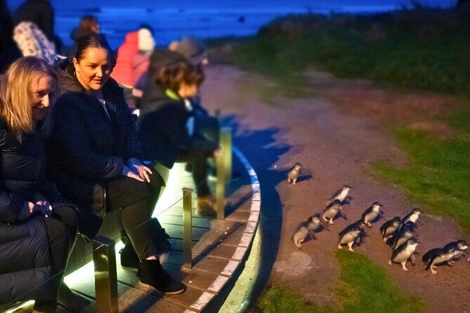 Phillip Island Penguin Parade Express Tour from Melbourne - A Detailed Look at the Tour Experience