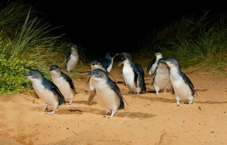 Phillip Island: Private Guided Tour with Penguin Parade - Exploring Phillip Island: Private Guided Tour with Penguin Parade