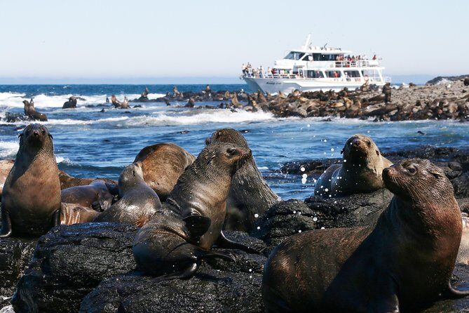 Phillip Island Seal-Watching Cruise - Itinerary Breakdown: What to Expect