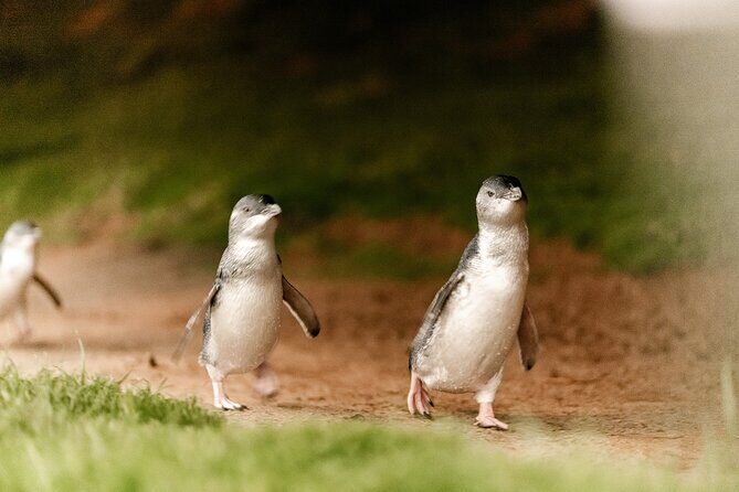 Phillip Island Tour - Koala's, Wallabies & Little Penguins. - FAQ