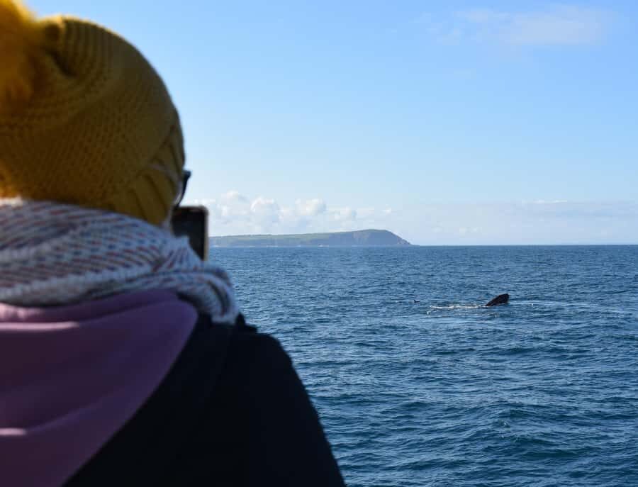 Phillip Island: Whale Watching Boat Tour - What to Expect on the Phillip Island Whale Watching Boat Tour