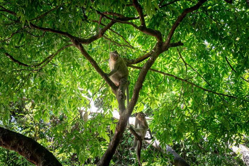 Phnom Penh: Phnom Oudong & Koh Chen Village - Lunch include - Exploring Ancient Temples and Royal Tombs