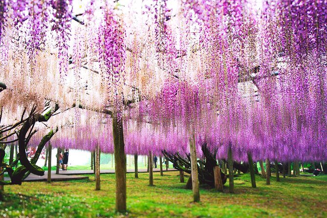 Photogenic Kawachi Wisterias Garden Day Bus Tour from Fukuoka - Transportation and Group Size