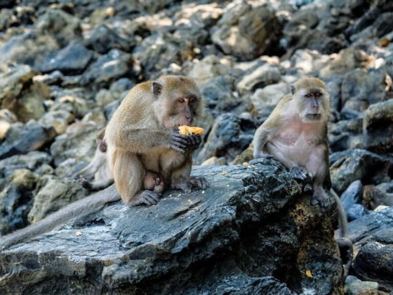 Phuket: James Bond Island Sea Canoe with lunch by Big Boat - What’s Included and What to Bring