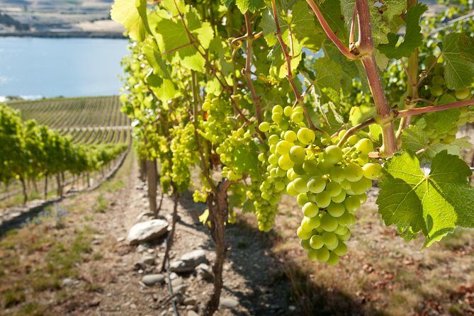 Picton Cruise Ship Shore Excursion Marlborough Wine Tour - Who Is This Tour Best For?