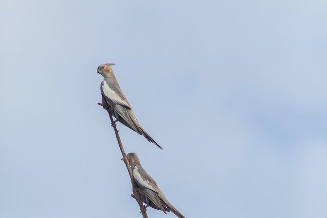 Pilbara Bird Tours - The Expertise and Atmosphere