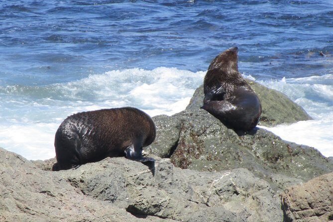"Pinot to Palliser tour" - Guided tour to Cape Palliser vith lunch + winetasting - Climbing Cape Palliser Lighthouse