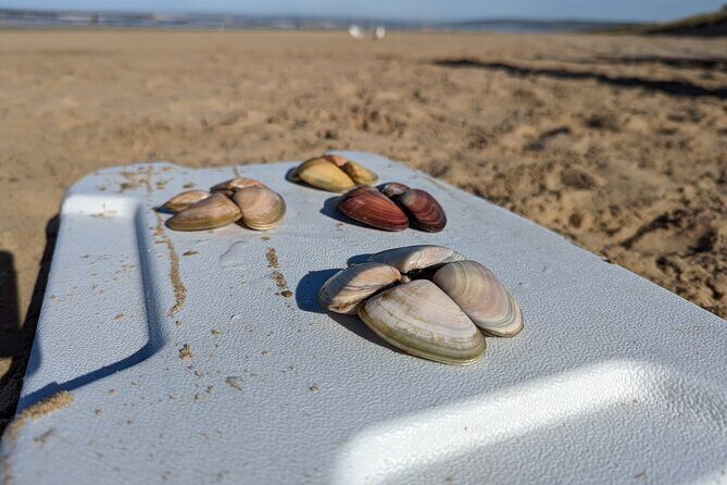 Pipi Catching and Cooking Experience in Goolwa - Whats Included and Whats Not
