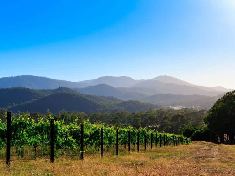 Pizzini Wines: Italian Wine Tasting and Picnic Experience - What To Expect During Your Visit