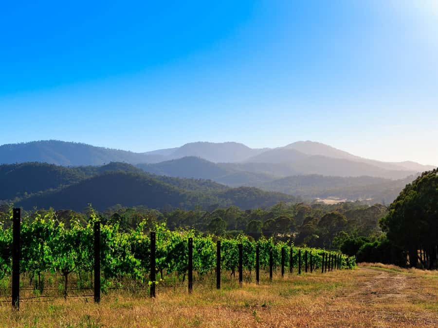 Pizzini Wines: Italian Wine Tasting and Picnic Experience - What To Expect During Your Visit