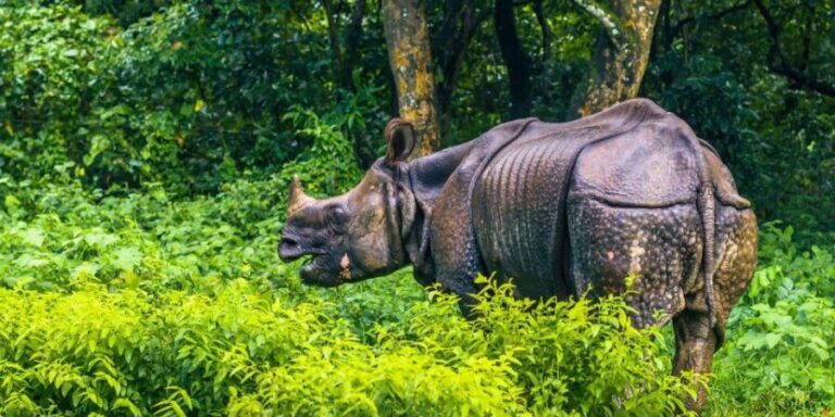 Pokhara: 1 Night 2 Day Chitwan Safari Tour - Whats Included and What to Consider