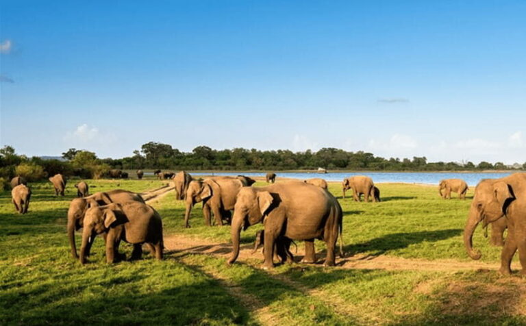 Polonnaruwa Ancient City and Wildlife Safari from Dambulla - The Excitement of a Wildlife Safari at Minneriya National Park