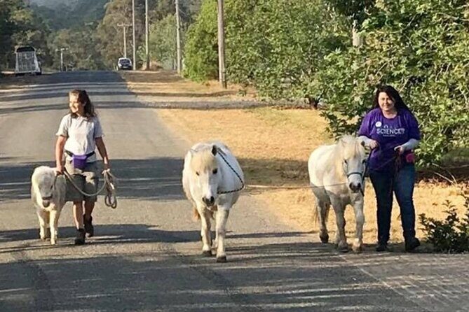 Pony Walking Adventure - Practical Details and What to Prepare