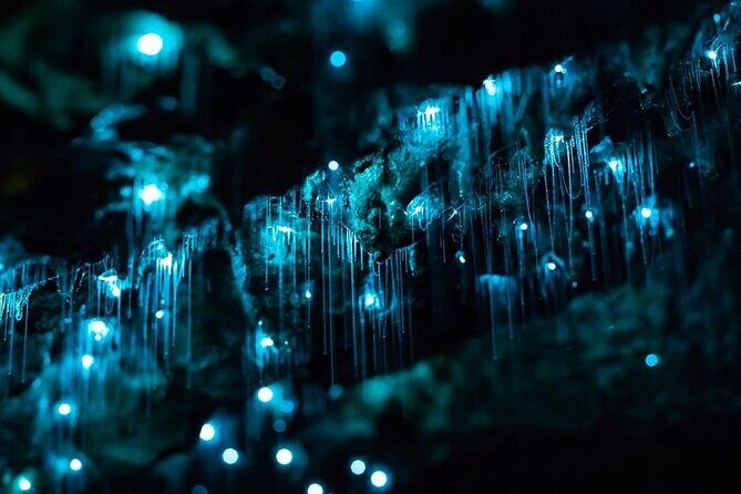 *Popular Tour* - Bay of Islands: Nature Adventure - 4hrs - A Closer Look at the Itinerary