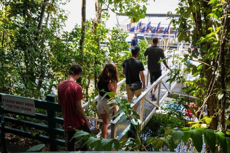 Port Douglas: Afternoon Daintree Tour w/ Wildlife Cruise - What to Keep in Mind