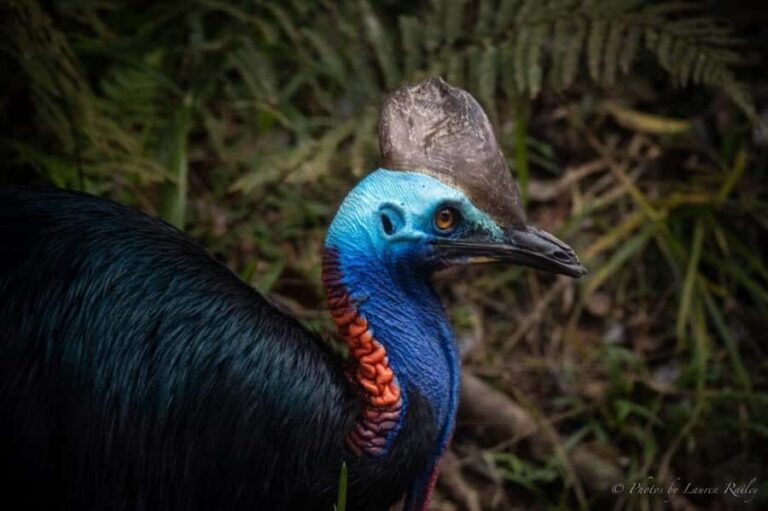 Port Douglas: Daintree Rainforest and Mossman Gorge Tour - Whats Included and How the Day Unfolds