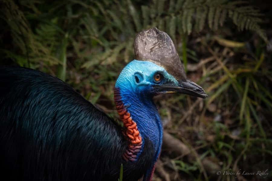 Port Douglas: Daintree Rainforest and Mossman Gorge Tour - Whats Included and How the Day Unfolds