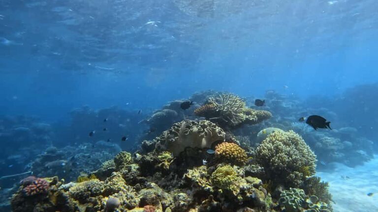 Port Douglas: Half Day Outer Reef Snorkelling Tour - The Experience and Its Value