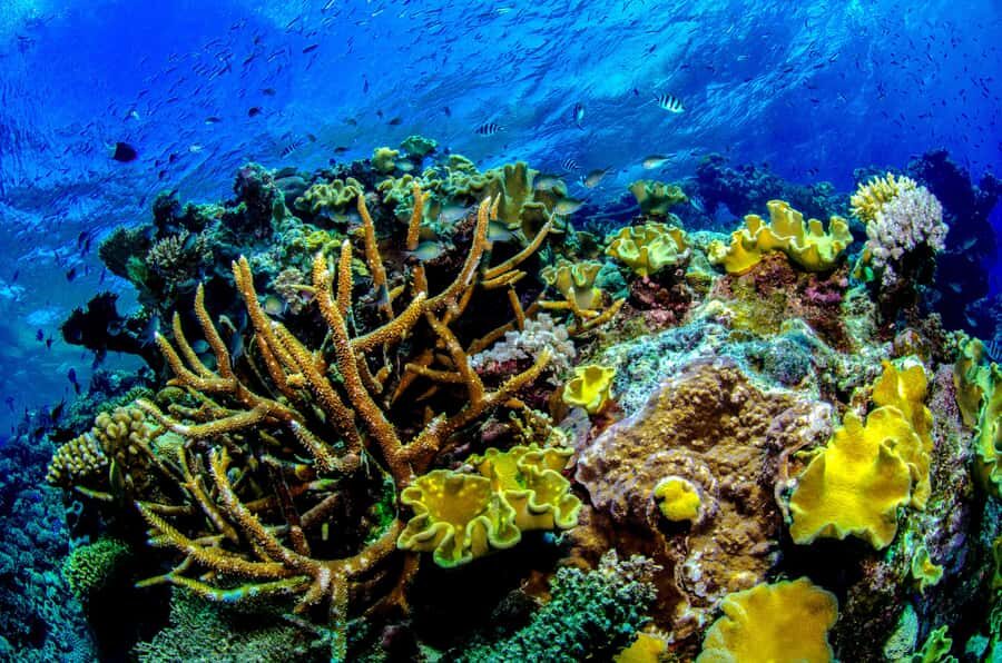 Port Douglas: Just 12 Passengers Guided Snorkel Reef Cruise - Final Thoughts: Is This the Reef Tour for You?