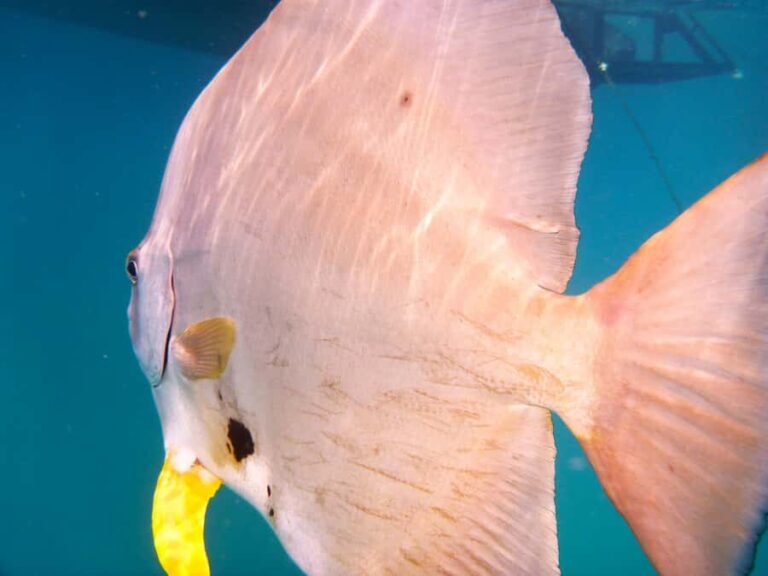 Port Douglas: Low Isles Reef Snorkeling Tour - Authentic Experiences and Practical Details